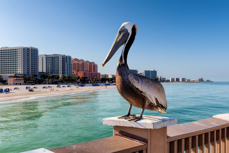 Florida - St. Pete Pelikan