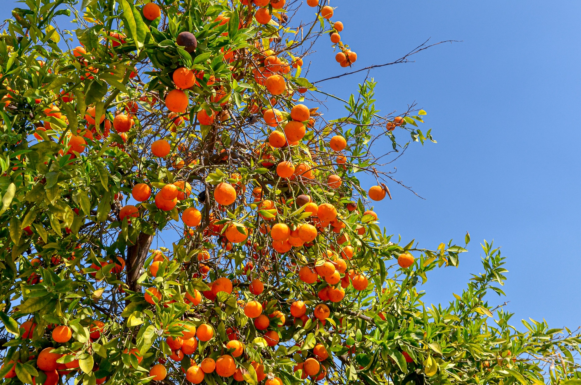 Kalfornien - Fahrt Obstplantage
