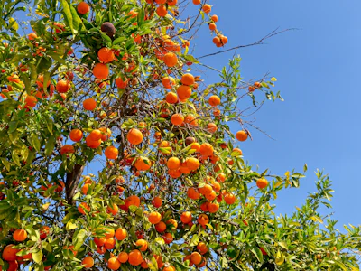 Kalfornien - Fahrt Obstplantage