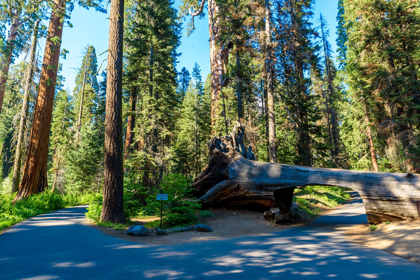 Kalifornien - Sequoia N.P.