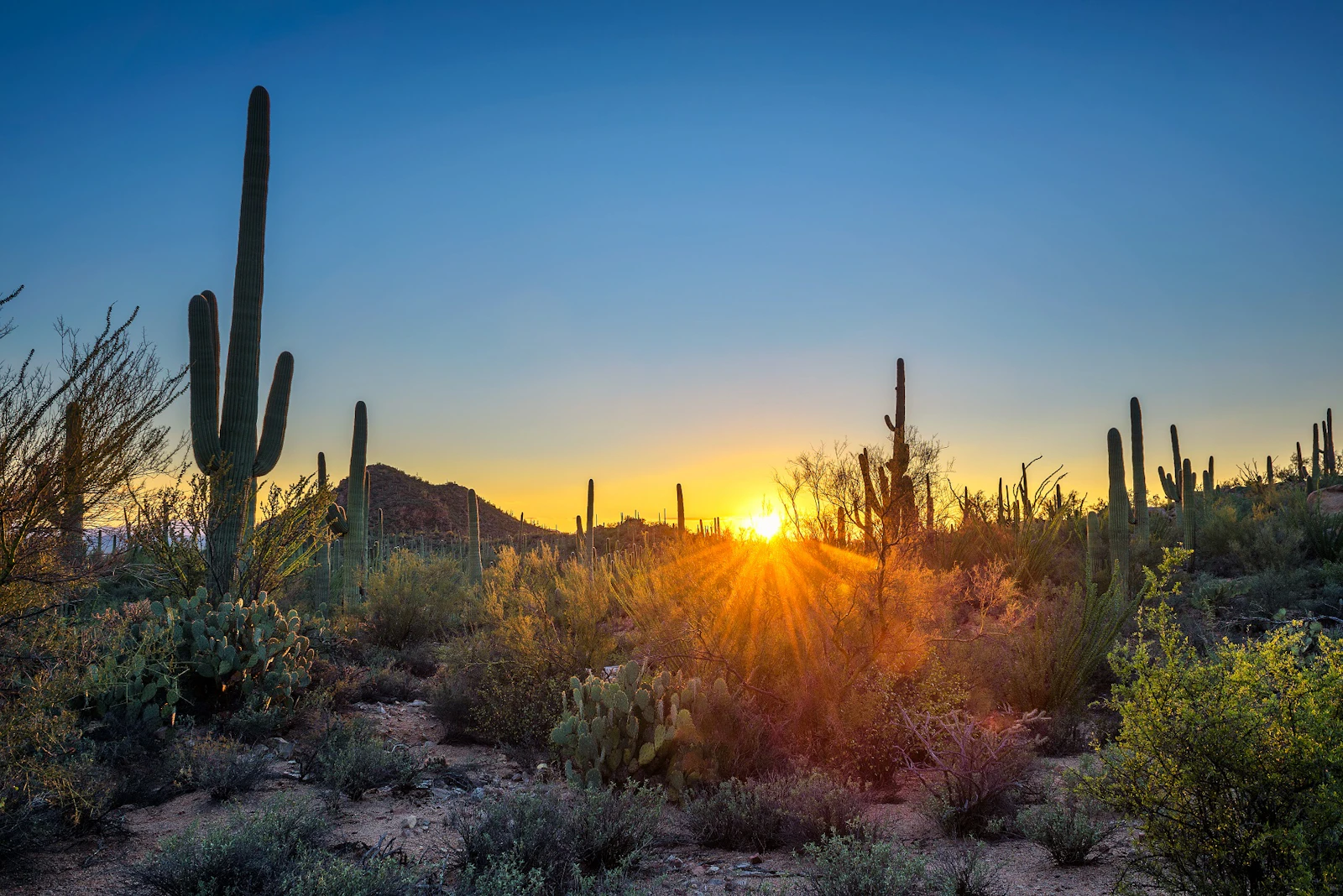 Arizona - Scottsdale PHX