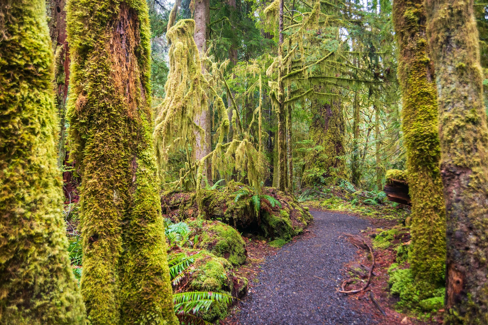 Washington State - Olympic Regenwald