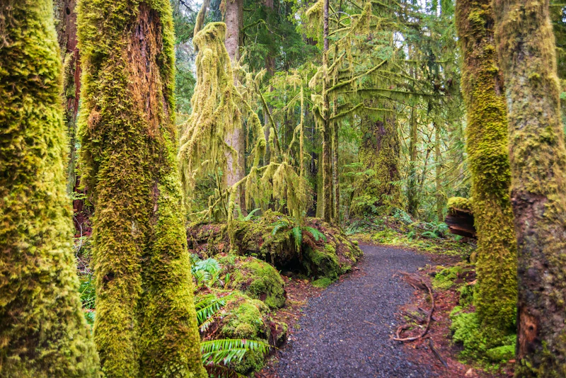 Washington State - Olympic Regenwald
