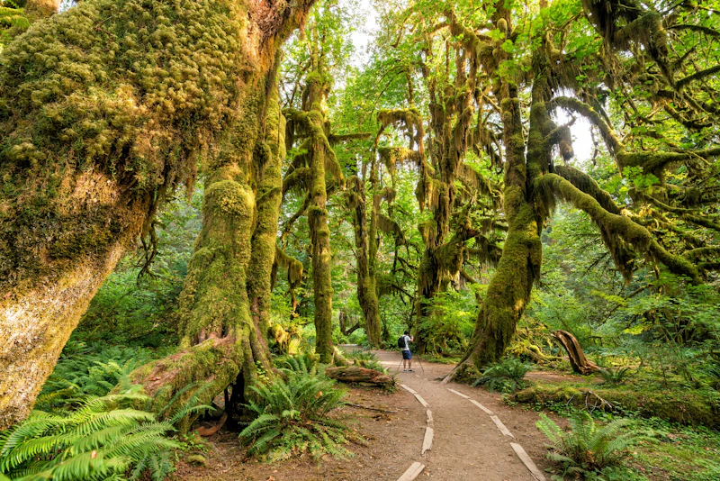 Washington State - Olympic Regenwald
