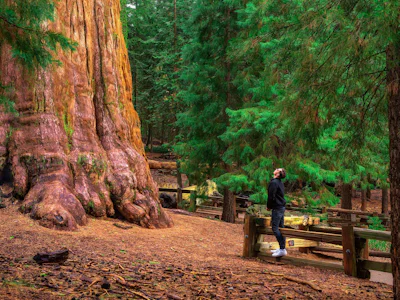 Kalifornien - Redwood