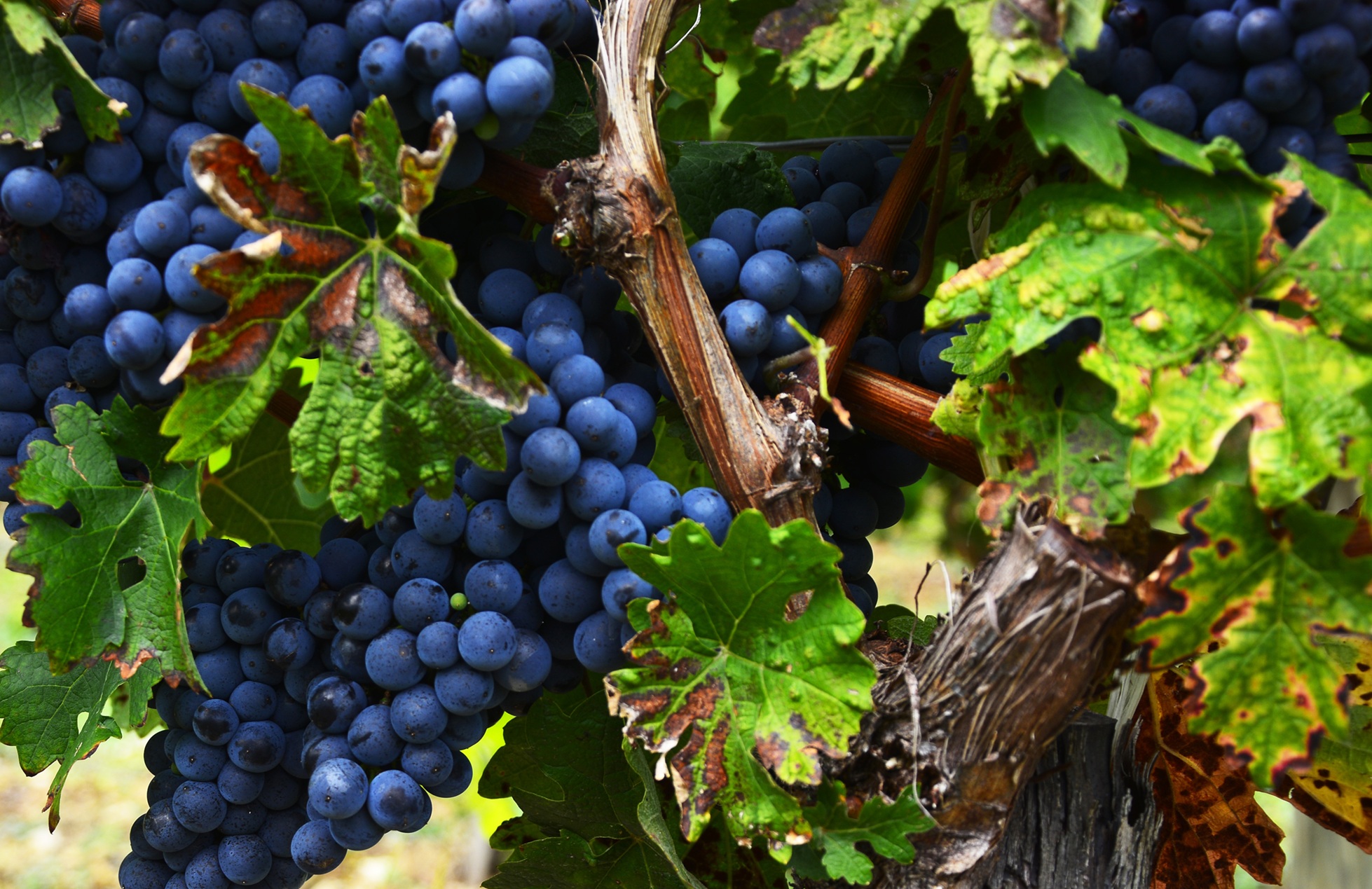 Washington State - Yakima