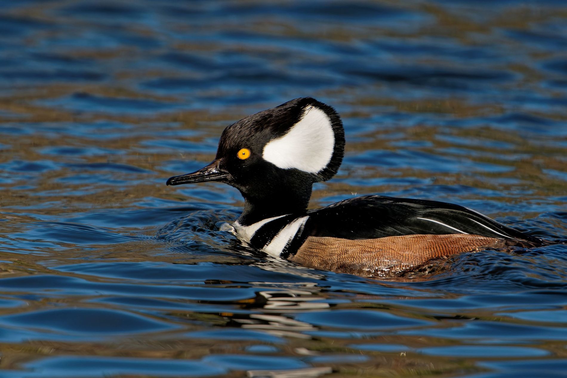 Oregon - Hood River - Ente
