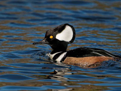 Oregon - Hood River - Ente