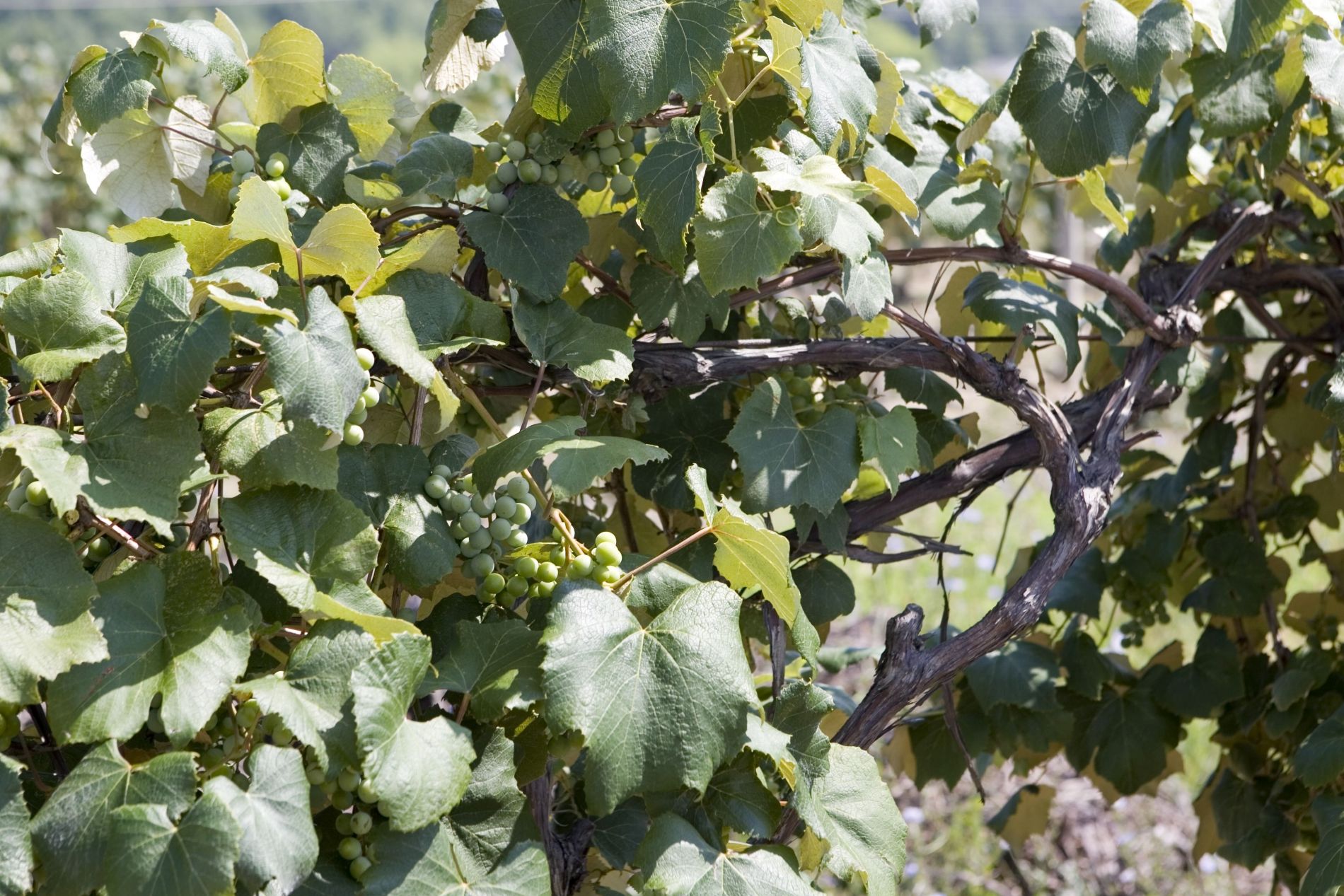 Neuengland Staaten - Weinanbau