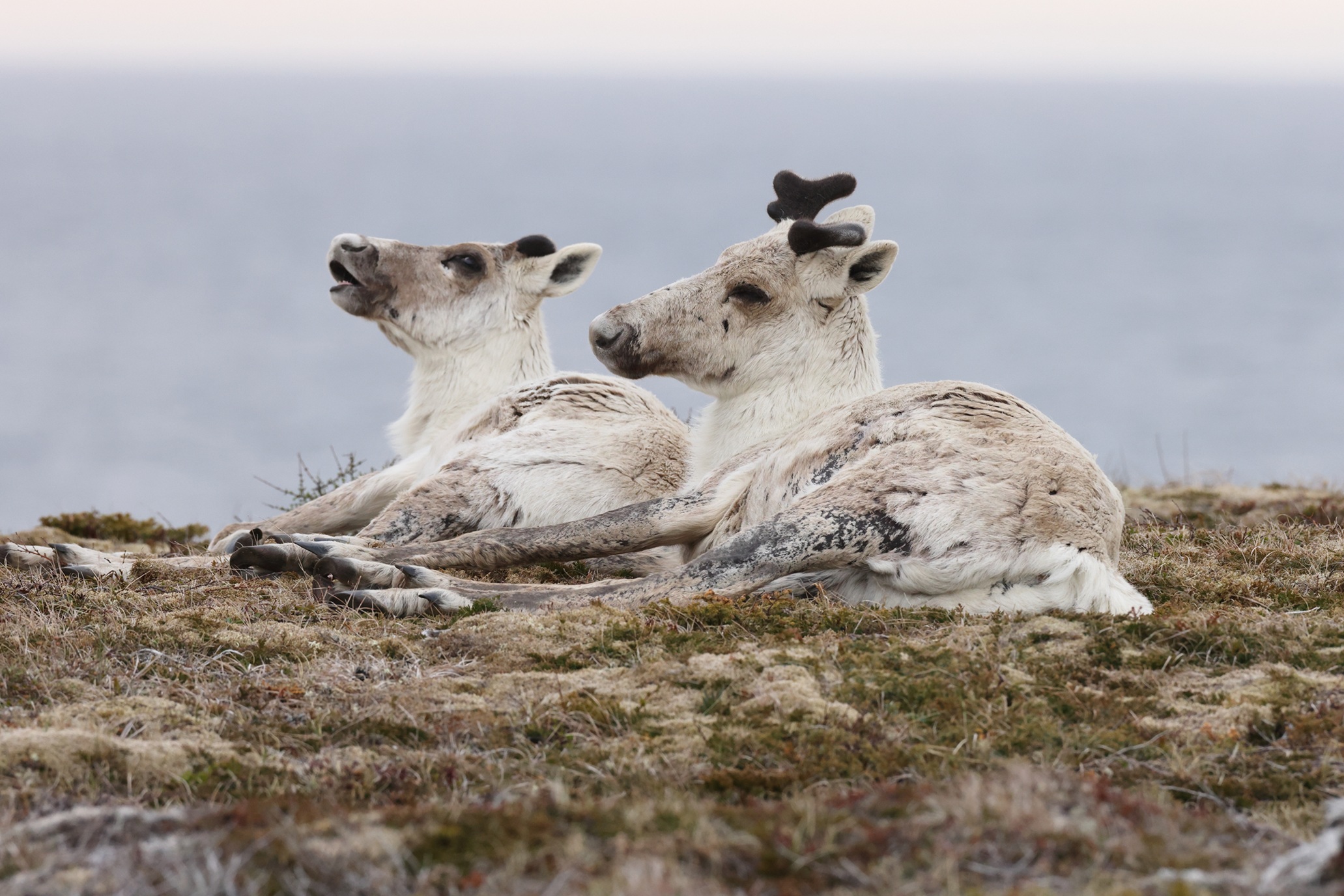 Maritime - Neufundland Karibu