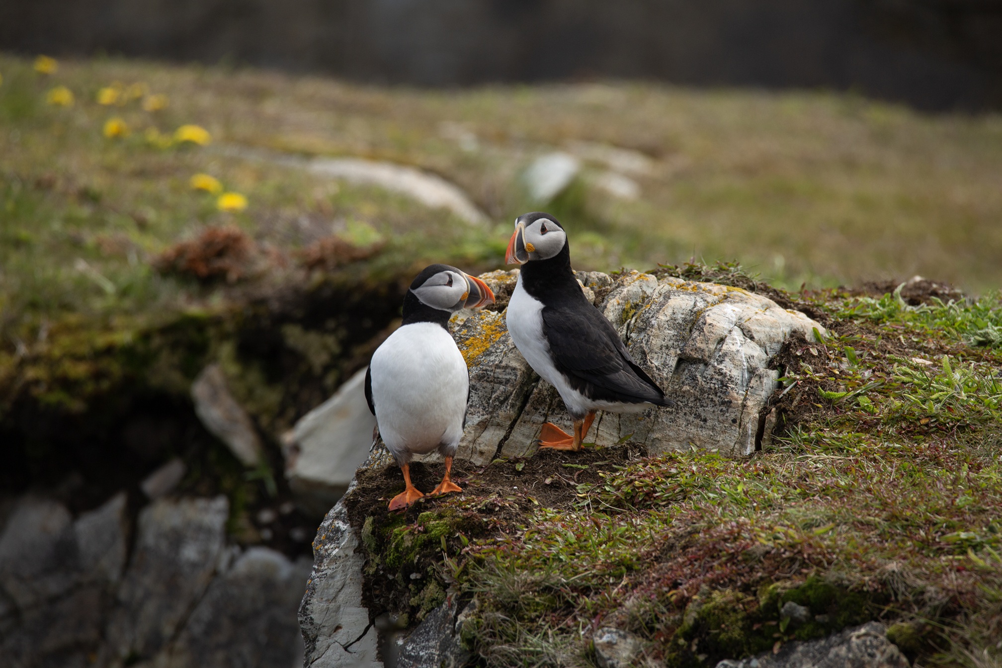 Maritime - Neufundland Puffins