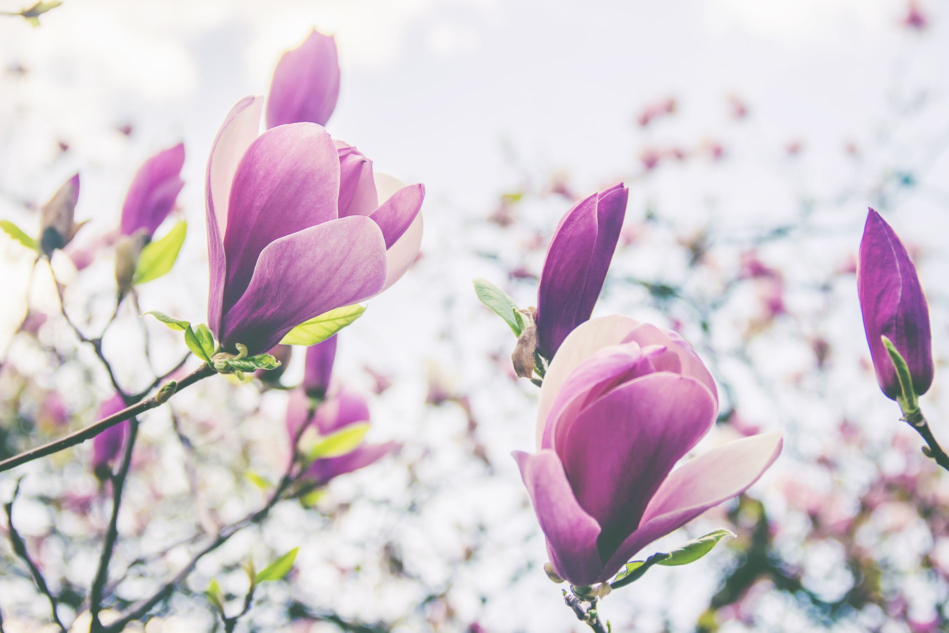 Südstaaten - Fahrt Charleston - Hilton Head Island