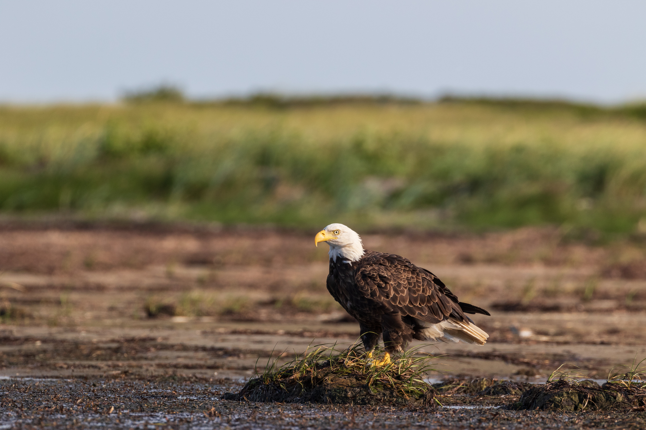 Maritime - New Brunswick Kouchibouguac N.P.
