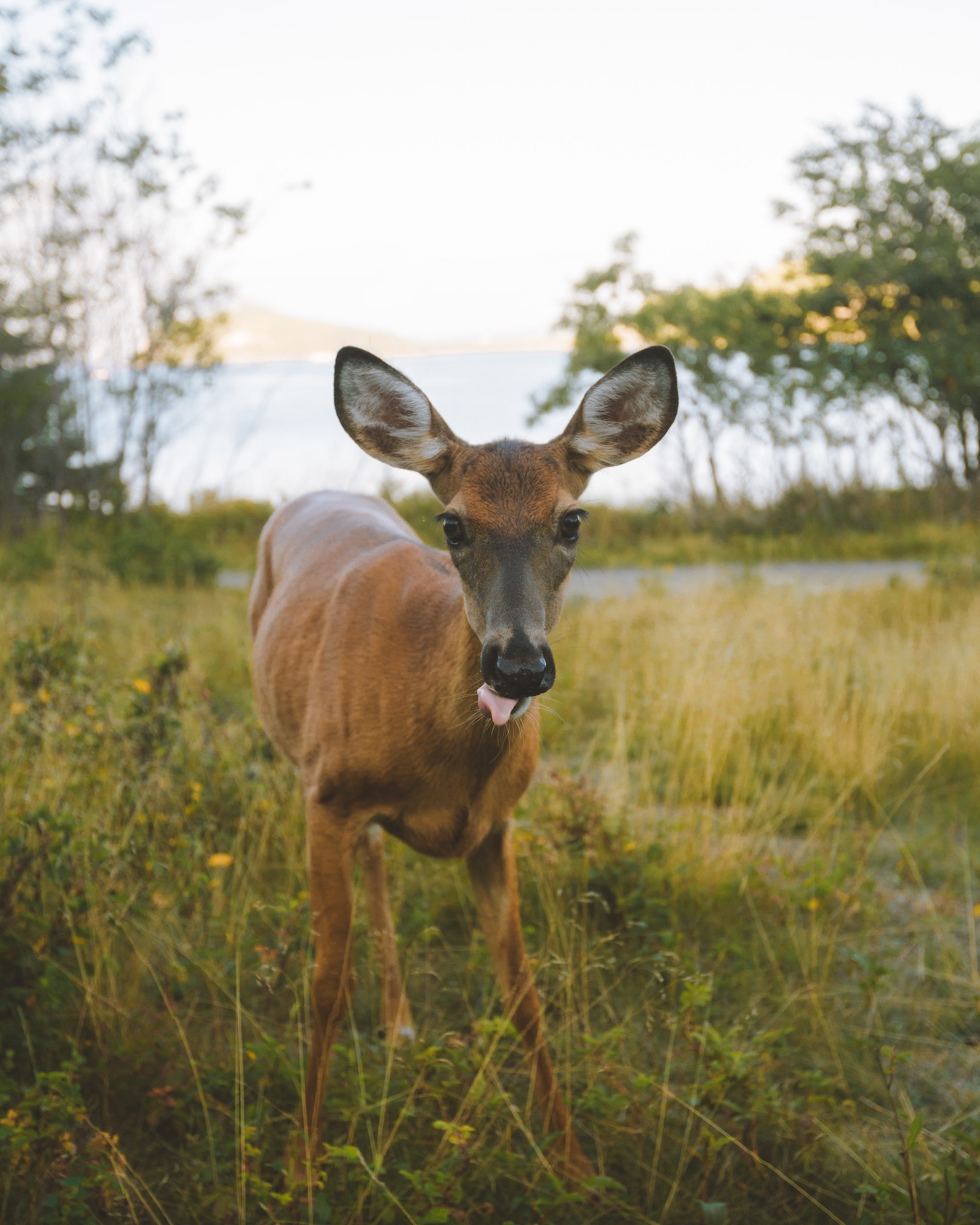 Quebec - Allgemein Hirsch