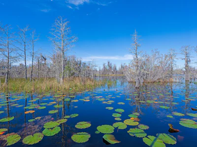 Südstaaten - Okefenokeesümpfe