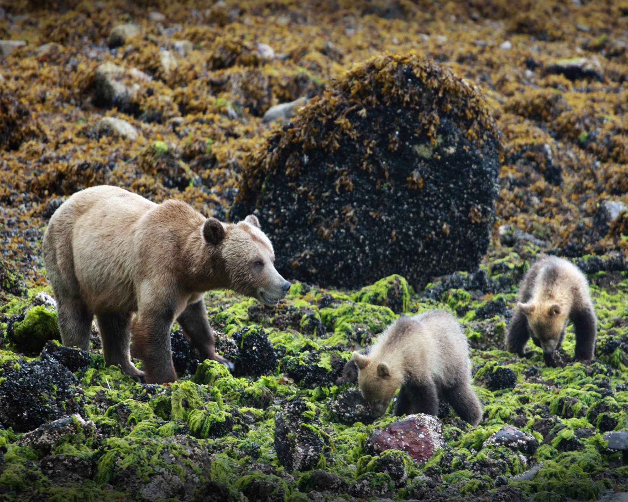 British Columbia - Bären