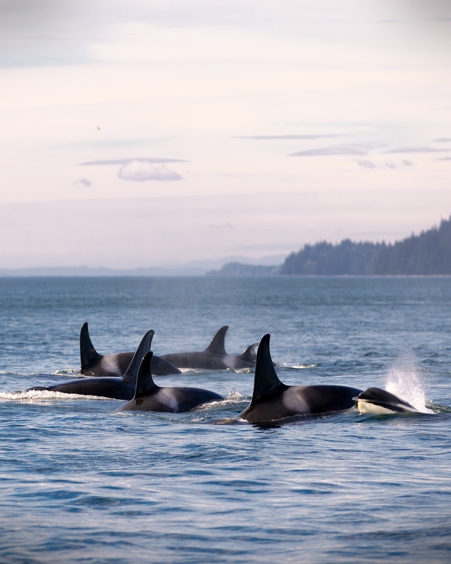 British Columbia - Wale