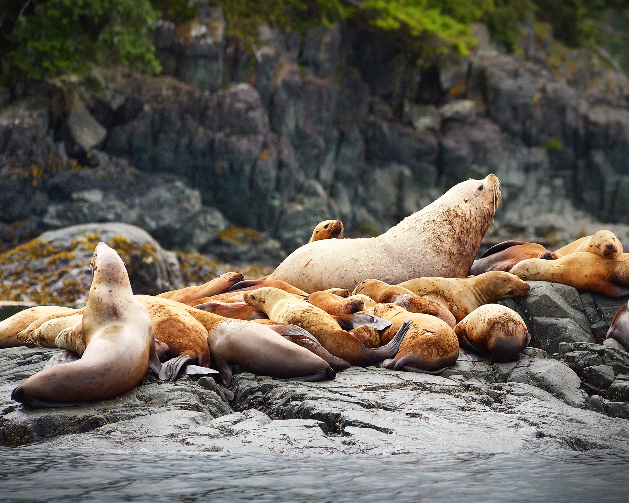 British Columbia - Robben