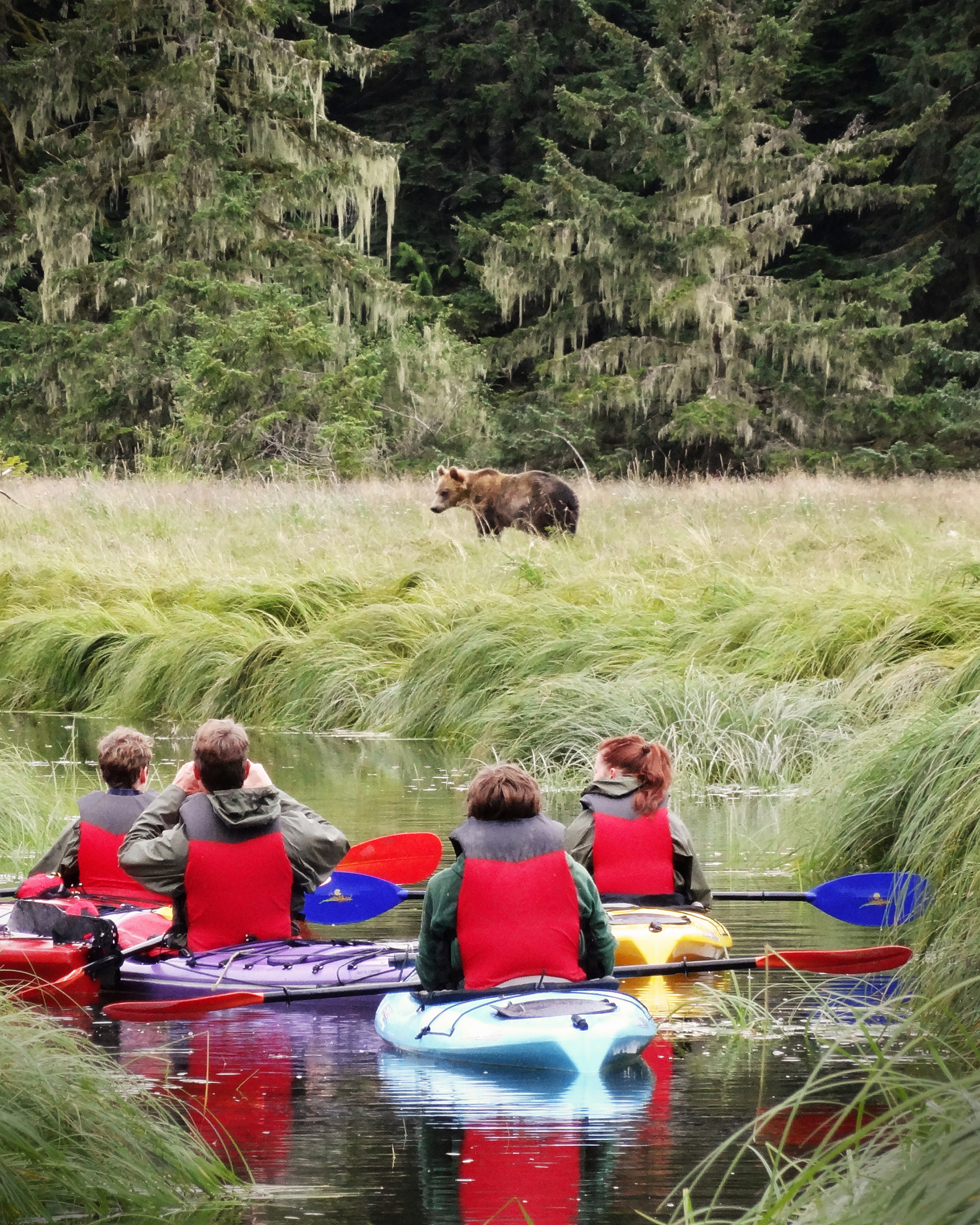 British Columbia - Bären