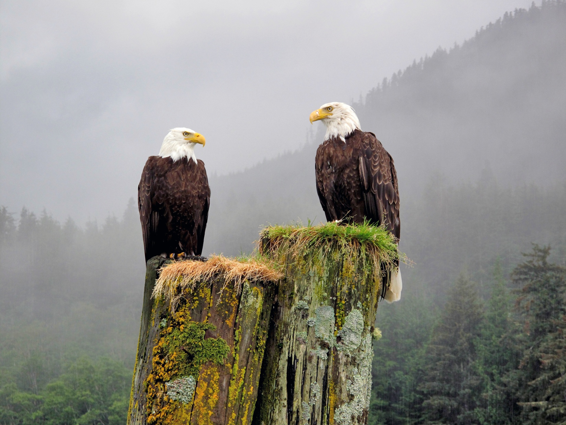 British Columbia - Adler