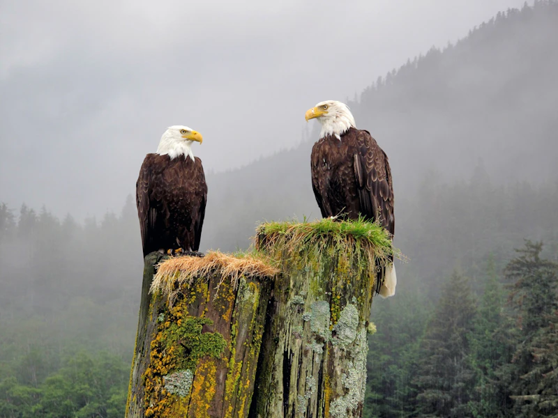 British Columbia - Adler