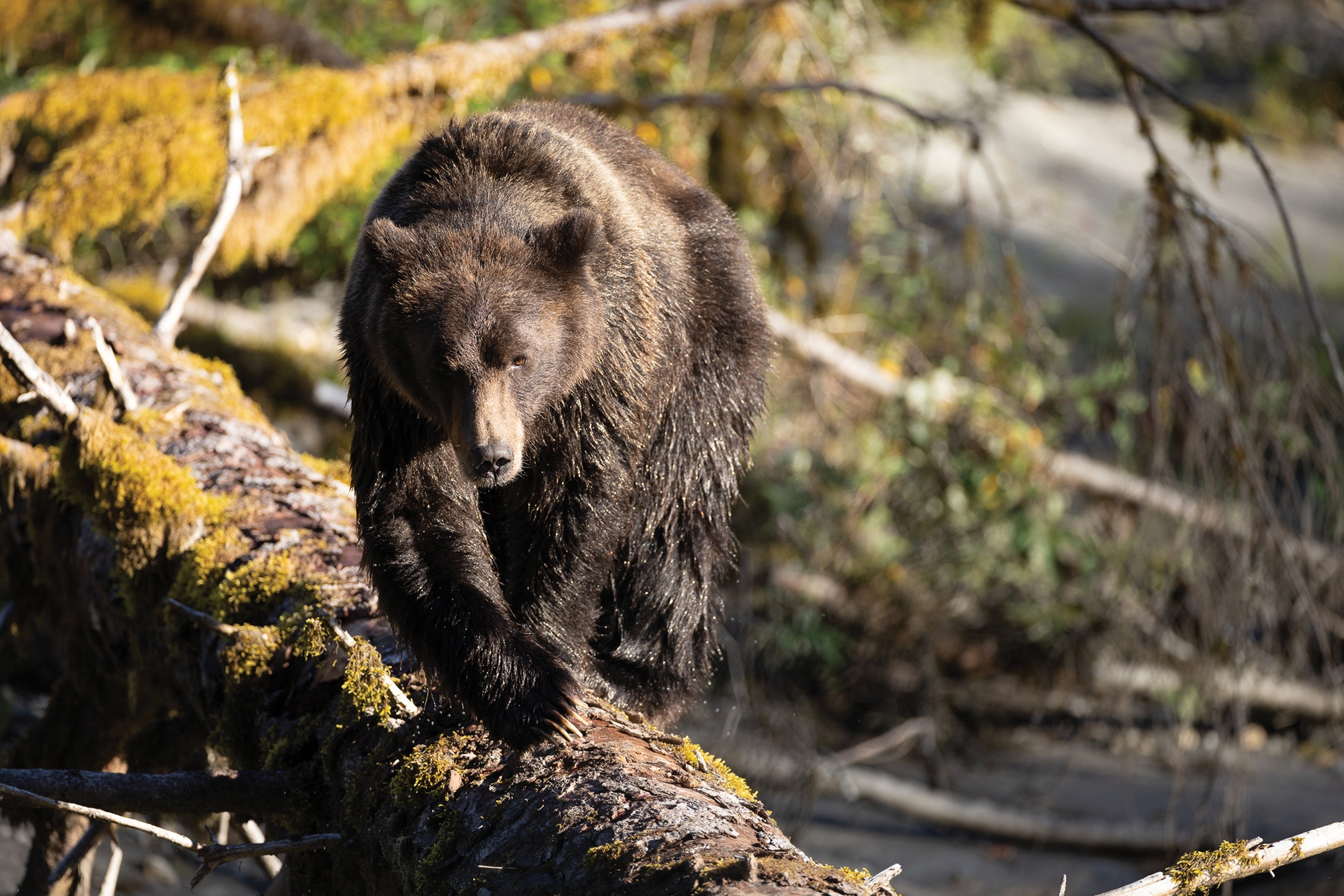British Columbia - Bären
