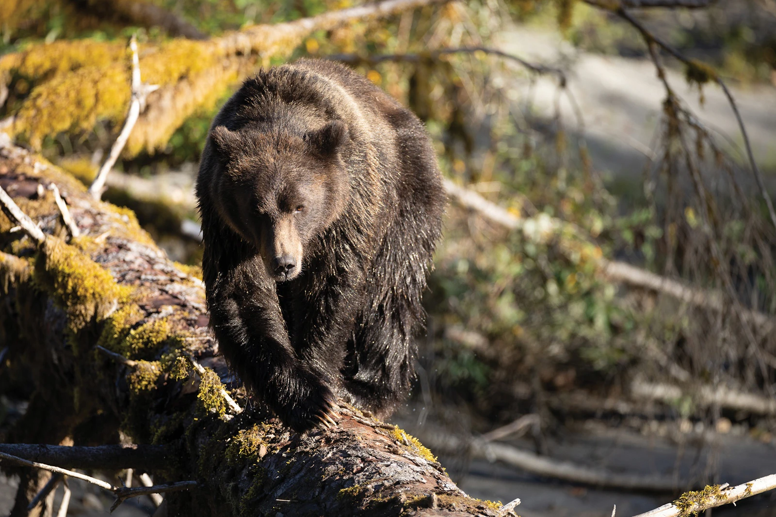 British Columbia - Bären
