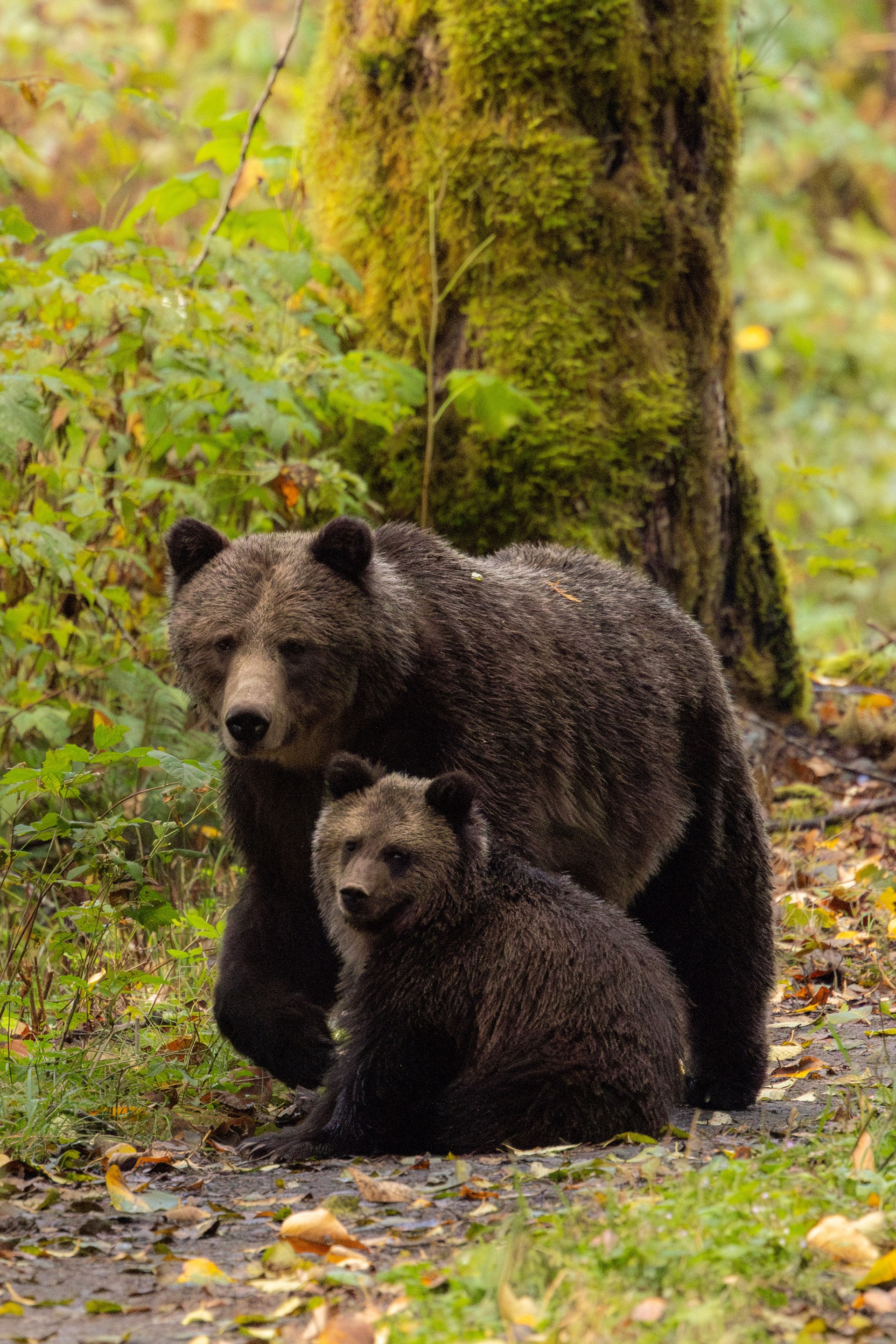 British Columbia - Bären