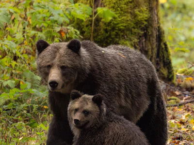 British Columbia - Bären