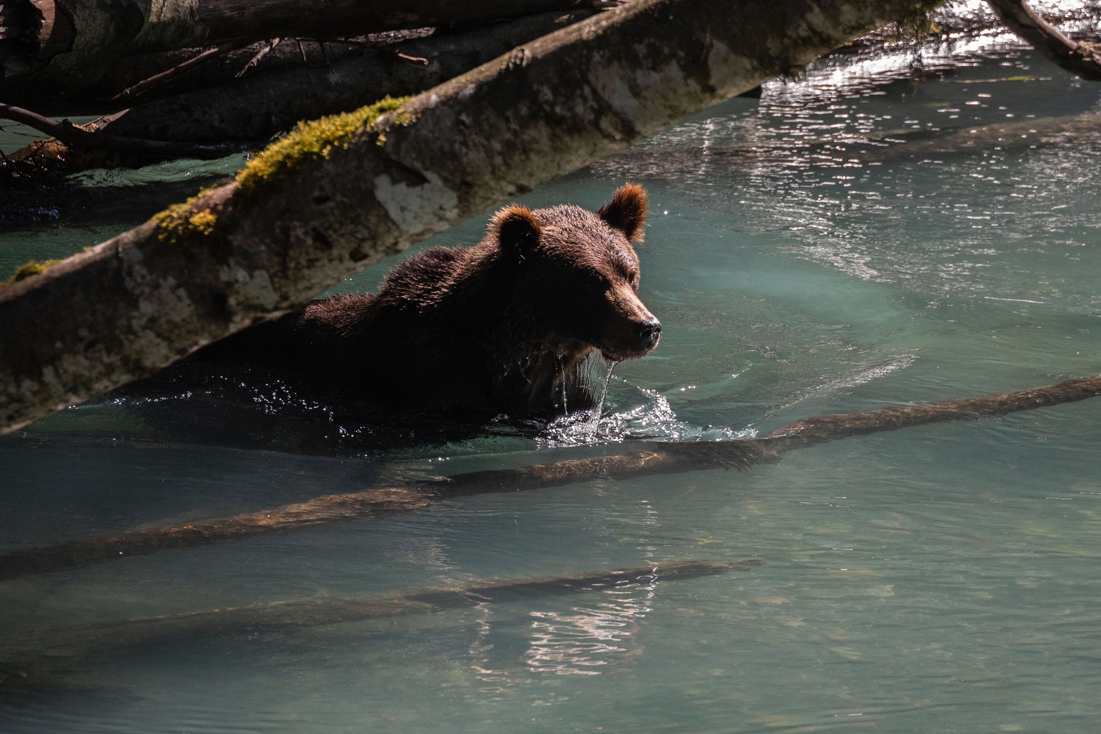 British Columbia - Bären