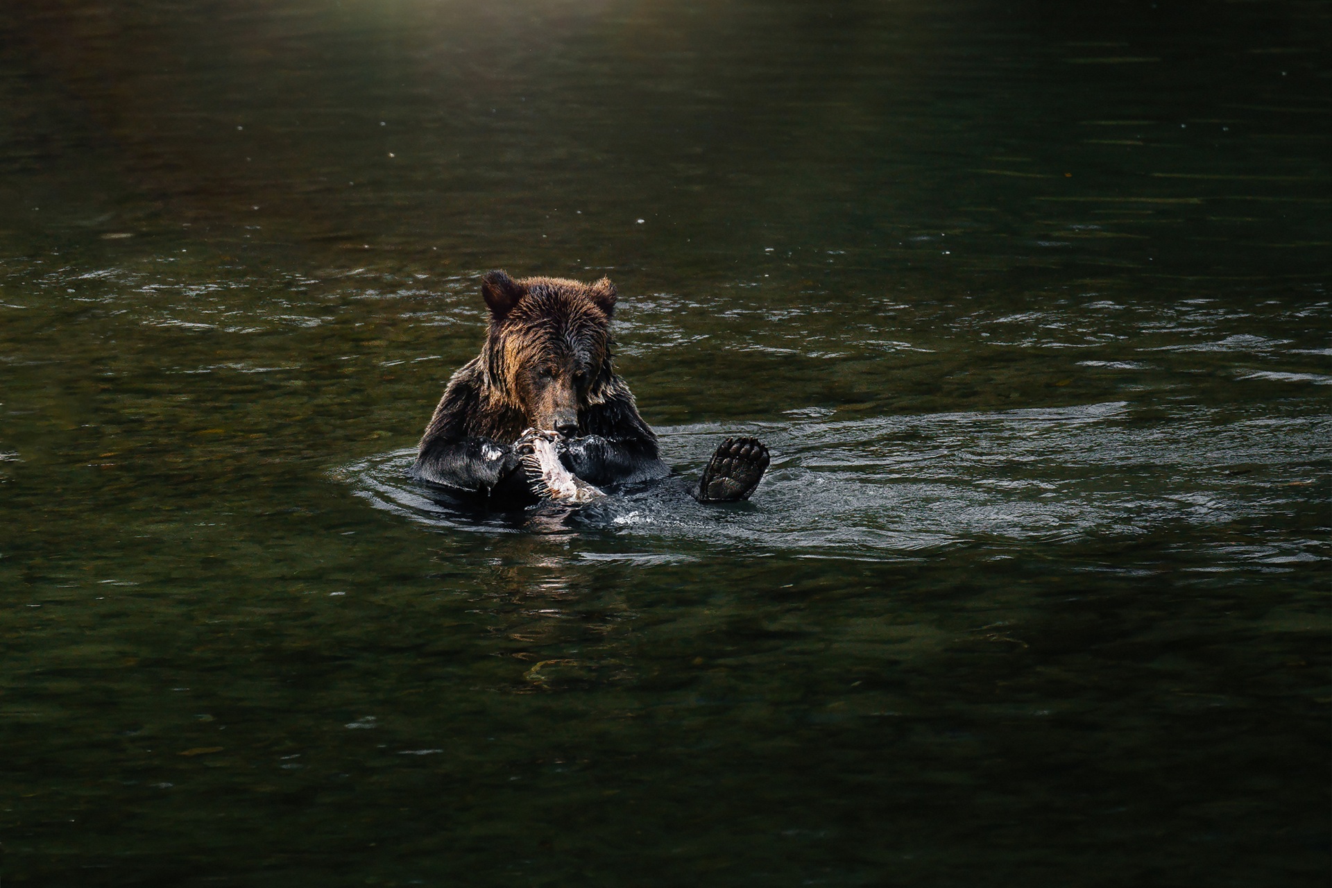 British Columbia - Grizzly Bär Safari