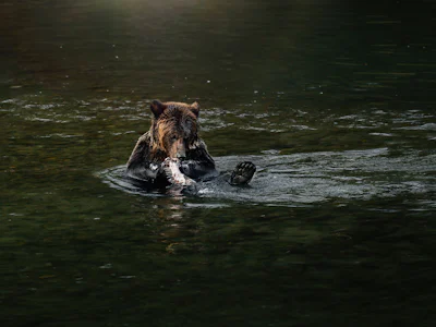 British Columbia - Grizzly Bär Safari
