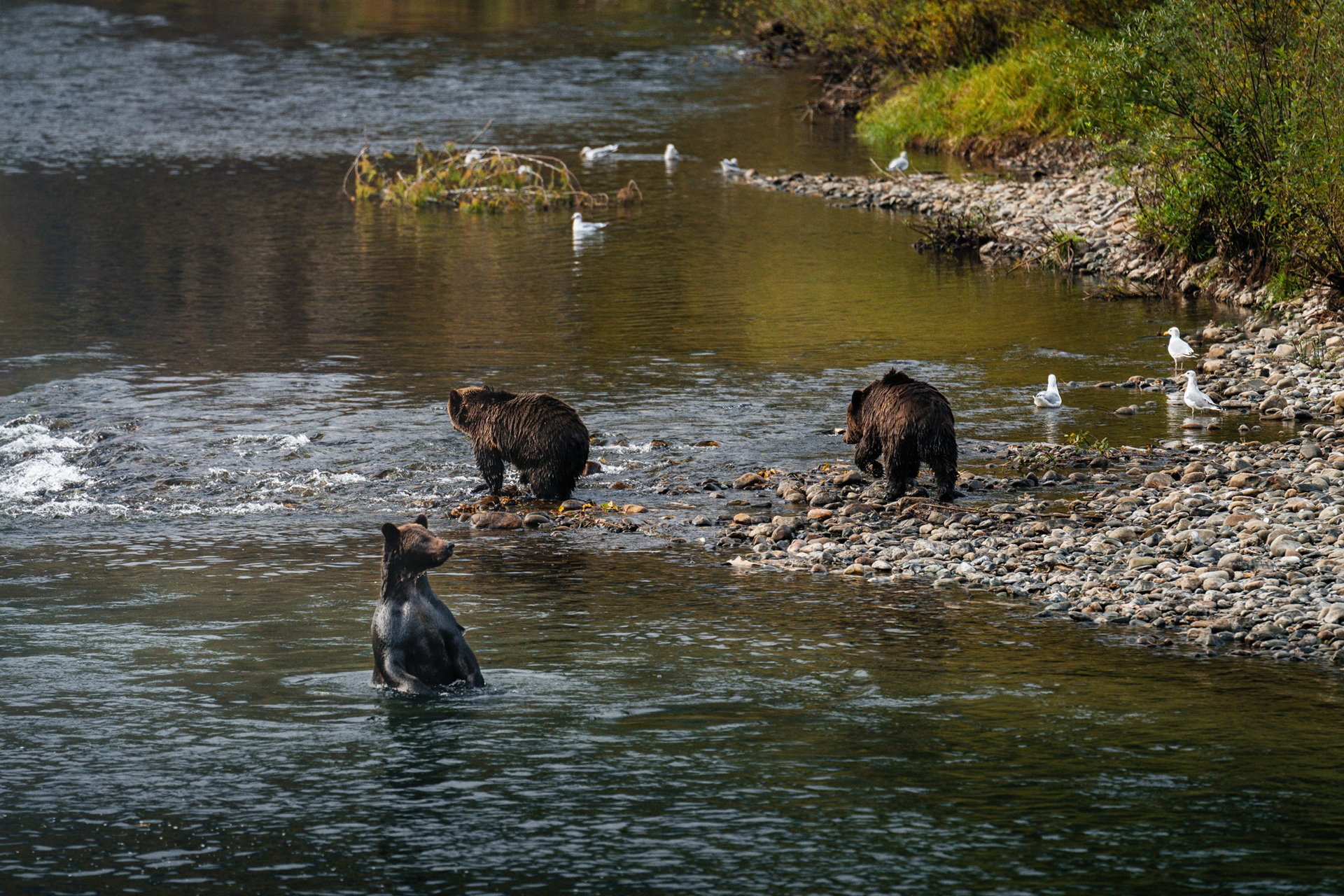 British Columbia - Grizzly Bär Safari