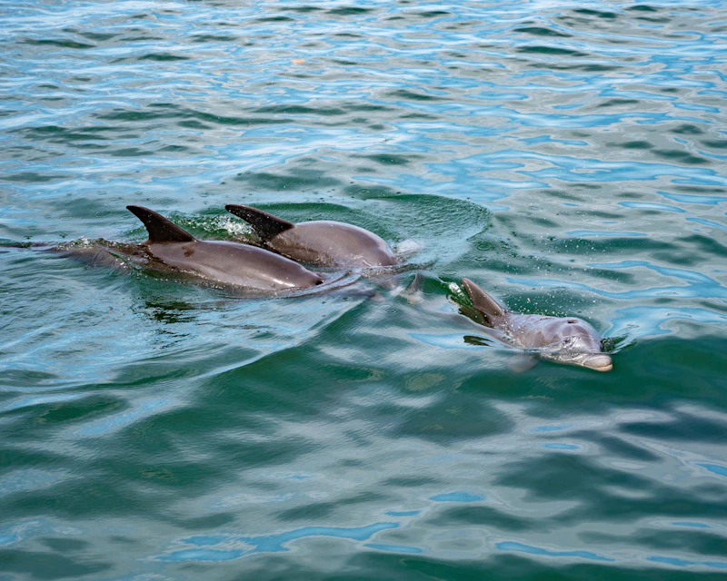 Florida - Bradenton (c)voyagefox_