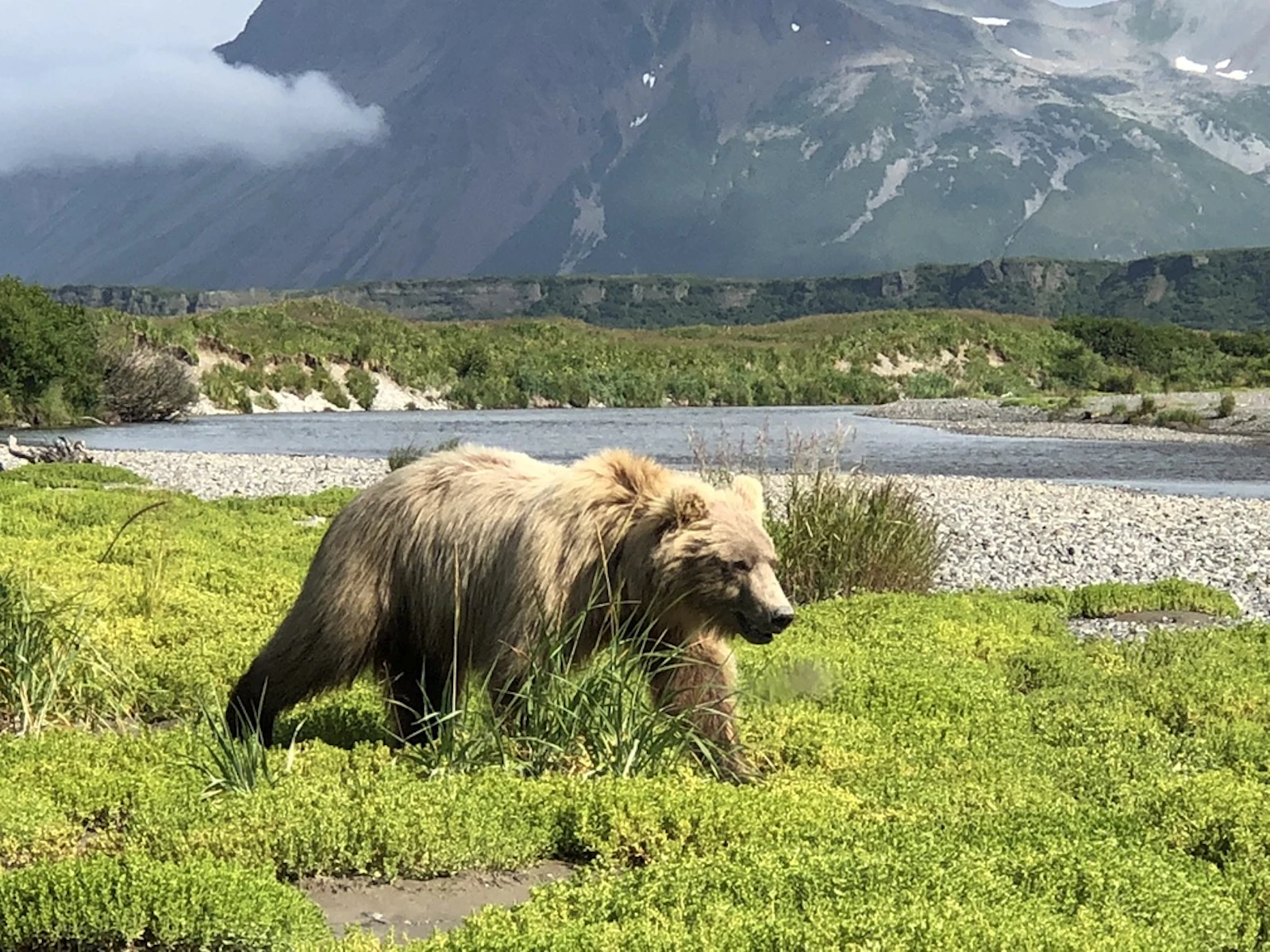 Alaska - Katmai Bär