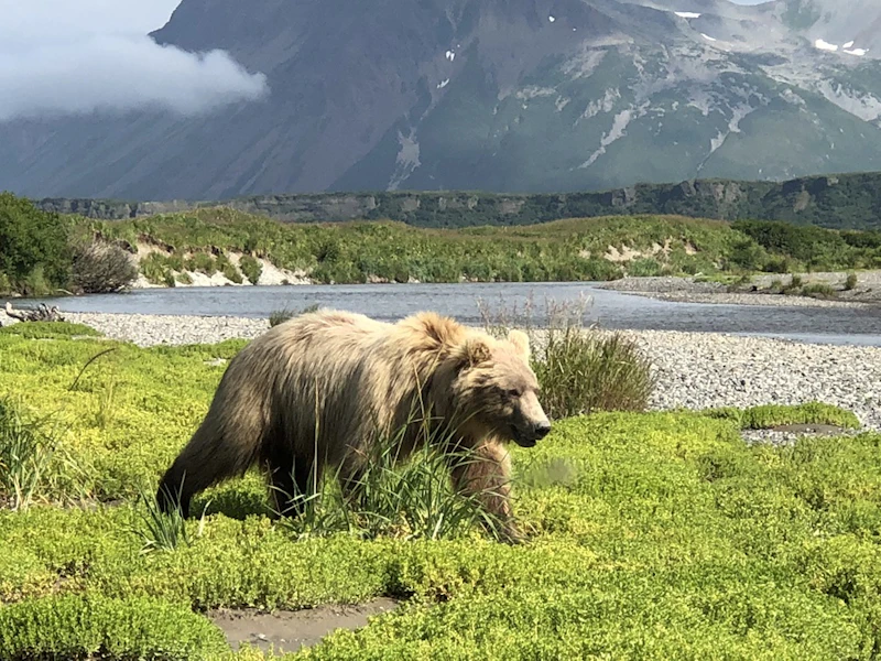 Alaska - Katmai Bär