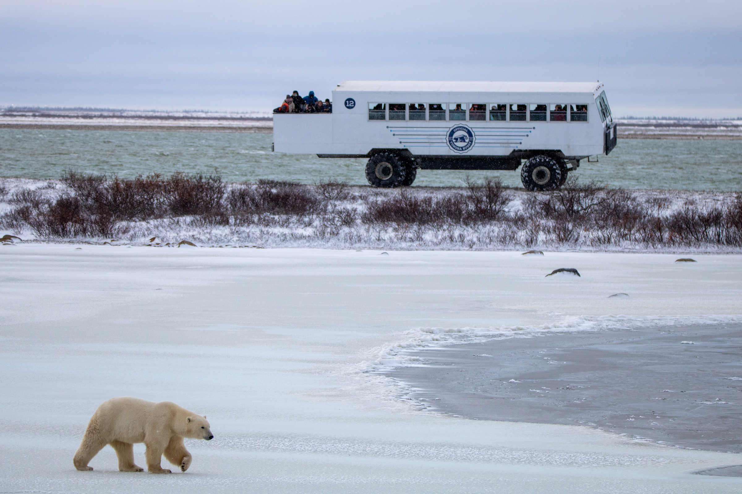 Manitoba - Eisbären Tundra Buggy