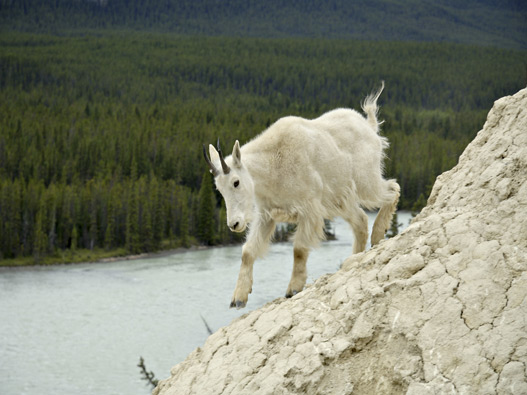 Tourweb-Fernweh-Angebote/Kanada/AusflugJasper