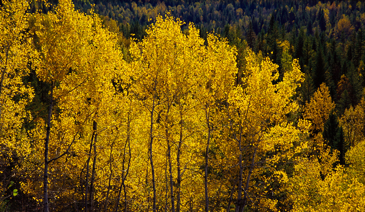 Tourweb-Fernweh-Angebote/Kanada/Valemount-Clearwater/Angebot