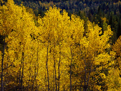 Tourweb-Fernweh-Angebote/Kanada/Valemount-Clearwater/Angebot