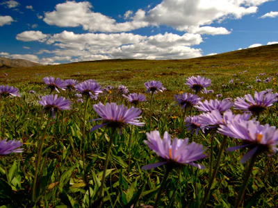 Tourweb-Fernweh-Angebote/Kanada/Revelstoke_Angebot