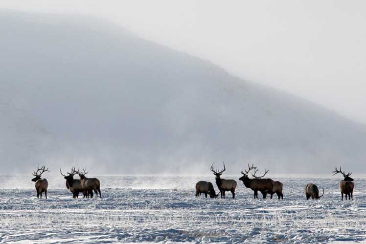 03-USA/Wyoming/JacksonHole/Neu-1