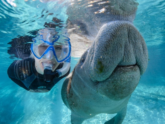 Tourweb-Fernweh-Angebote/USA/CrystalRiver-Manatees2