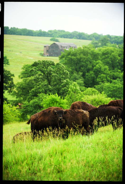 Tourweb-Fernweh-Angebote/USA/KansasOK/Lawrence buffalos