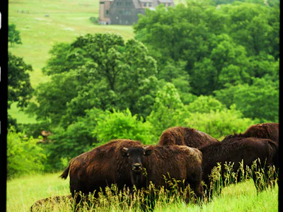 Tourweb-Fernweh-Angebote/USA/KansasOK/Lawrence buffalos