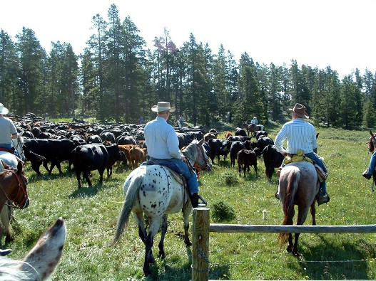 Tourweb-Fernweh-Angebote/USA/Buffalo 2