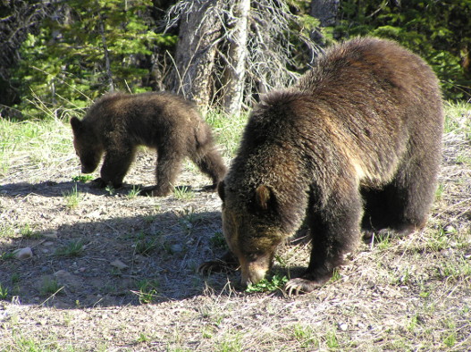 ourweb-Fernweh-Angebote/USA/GrandTetonNP 1