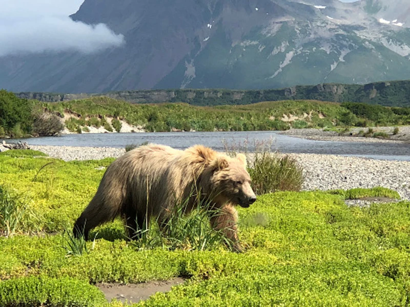 Tourweb-Fernweh-Angebote/USA/Alaska/Haines Junction 2