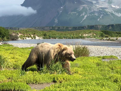 Tourweb-Fernweh-Angebote/USA/Alaska/Haines Junction 2