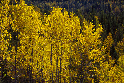 Tourweb-Fernweh-Angebote/Canada/Provincial Park 2